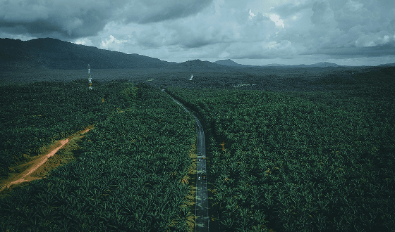 Palm Oil Estates & Mills